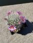 Preview: Mammillaria schwarzii